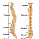 Back injury attorney